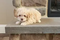 Sarah, a female Shihpoo for sale in Lebanon, PA – 4 of 10