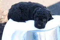 Hanson, a male Havapoo for sale in Lebanon, PA – 5 of 10