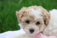 Hannah  (6-10lbs fullgrown), a female Havapoo for sale in Lebanon, PA – 8 of 9