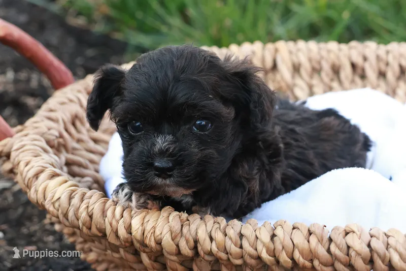 Hudson – Havapoo puppy for sale in Lebanon, PA