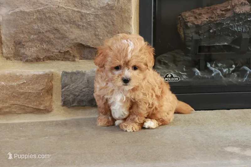 Sabrina – Shihpoo puppy for sale in Lebanon, PA
