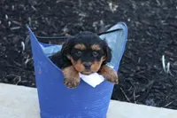 Hellen, a female Havapoo for sale in Lebanon, PA – 3 of 9