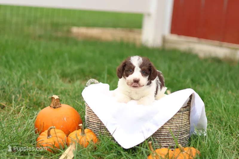 Janson – Jack Russell Terrier, Poodle - Toy  puppy for sale in Lebanon, PA
