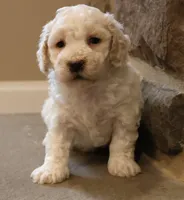 Bentley, a male Bichpoo for sale in Lebanon, PA – 2 of 5