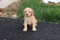 Carl, a male Cavapoo for sale in Lebanon, PA – 8 of 8