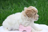 Hannah  (6-10lbs fullgrown), a female Havapoo for sale in Lebanon, PA – 9 of 9