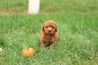 Hunter, a male Havapoo for sale in Lebanon, PA – 10 of 10