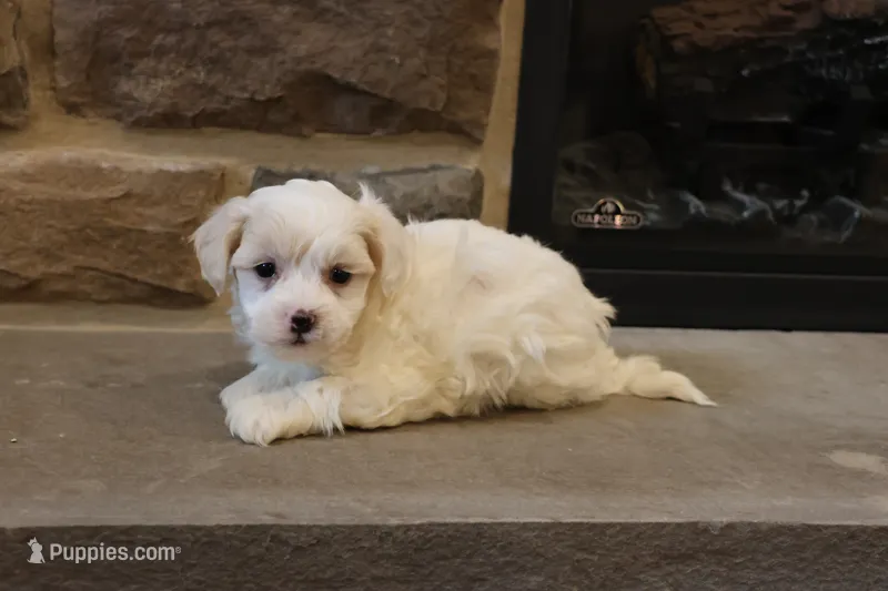 Stephen – Shihpoo puppy for sale in Lebanon, PA