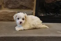 Stephen, a male Shihpoo for sale in Lebanon, PA – 1 of 4