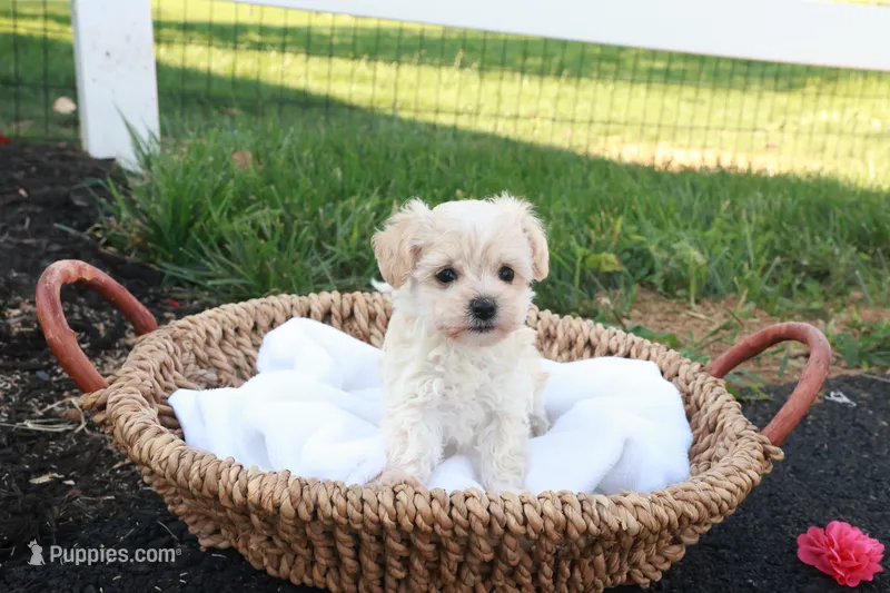 Hannah – Havapoo puppy for sale in Lebanon, PA