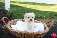 Hannah, a female Havapoo for sale in Lebanon, PA – 1 of 6