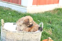 Selena, a female Shih Tzu and Poodle - Toy  for sale in Lebanon, PA – 3 of 9