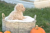 Teddy, a male Poodle - Toy  for sale in Lebanon, PA – 6 of 8