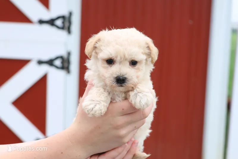 Melody – Maltipoo puppy for sale in Lebanon, PA