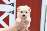 Melody, a female Maltipoo for sale in Lebanon, PA – 1 of 10