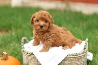 Hunter, a male Havapoo for sale in Lebanon, PA – 3 of 10