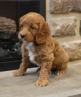 Christi, a female Cockapoo for sale in Lebanon, PA – 6 of 6