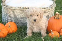 Teddy, a male Poodle - Toy  for sale in Lebanon, PA – 2 of 8