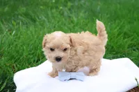 Mathew, a male Maltipoo for sale in Lebanon, PA – 3 of 7