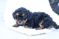 Heidi, a female Havapoo for sale in Lebanon, PA – 4 of 10