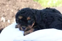 Heidi, a female Havapoo for sale in Lebanon, PA – 9 of 10