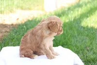 Curtis, a male Cavapoo for sale in Lebanon, PA – 9 of 9