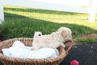 Hannah, a female Havapoo for sale in Lebanon, PA – 2 of 6