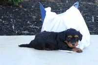 Hellen, a female Havapoo for sale in Lebanon, PA – 6 of 9