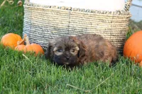 Stan, a male Shih Tzu and Poodle - Toy  for sale in Lebanon, PA – 8 of 9