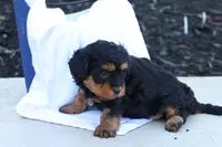 Hellen, a female Havapoo for sale in Lebanon, PA – 5 of 9