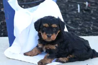 Hellen, a female Havapoo for sale in Lebanon, PA – 7 of 9