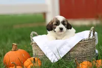 Sarah, a female Shihpoo for sale in Lebanon, PA – 5 of 9