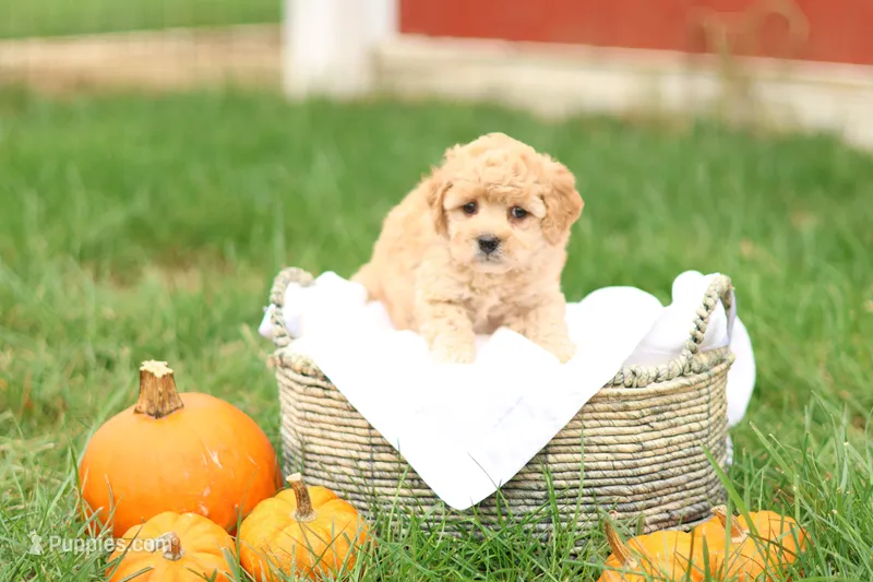 Hank – Havapoo puppy for sale in Lebanon, PA