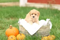 Hank, a male Havapoo for sale in Lebanon, PA – 1 of 8