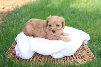 Carl, a male Cavapoo for sale in Lebanon, PA – 5 of 8