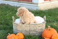 Trent, a male Poodle - Toy  for sale in Lebanon, PA – 8 of 9