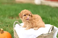 Haven, a female Havapoo for sale in Lebanon, PA – 10 of 10