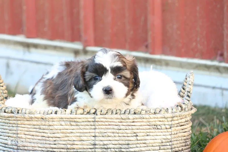 Scott – Shih Tzu, Poodle - Toy  puppy for sale in Lebanon, PA