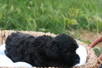 Hanson, a male Havapoo for sale in Lebanon, PA – 7 of 7