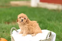 Haven, a female Havapoo for sale in Lebanon, PA – 8 of 10
