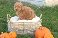 Taya, a female Poodle - Toy  for sale in Lebanon, PA – 5 of 8