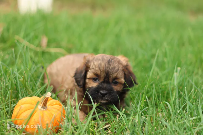 Shawn – Shihpoo puppy for sale in Lebanon, PA
