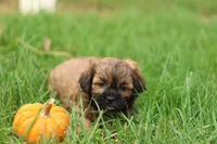 Shawn, a male Shihpoo for sale in Lebanon, PA – 1 of 10