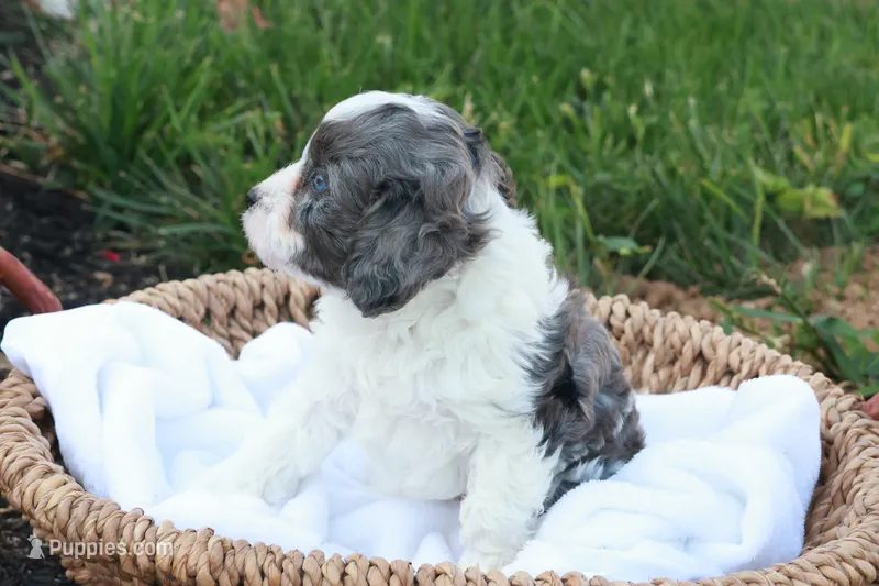 Carlin – Cavapoo puppy on hold in Lebanon, PA