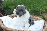 Carlin, a male Cavapoo for sale in Lebanon, PA – 1 of 7