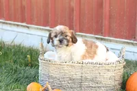 Sage, a female Shih Tzu and Poodle - Toy  for sale in Lebanon, PA – 4 of 9