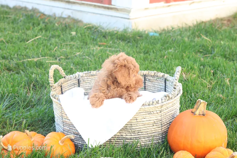 Taya – Poodle - Toy  puppy for sale in Lebanon, PA