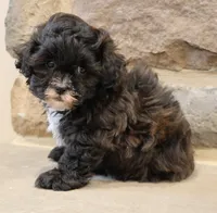 Sam, a male Shihpoo for sale in Lebanon, PA – 4 of 8