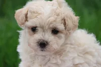 Megan, a female Maltipoo for sale in Lebanon, PA – 5 of 7