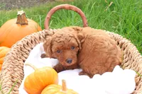 Tanner, a male Poodle - Toy  for sale in Lebanon, PA – 5 of 9
